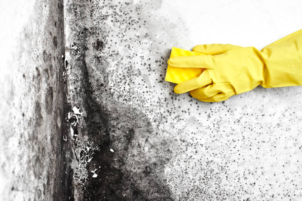 Best Kitchen Mold Remediation in Newburg, WI