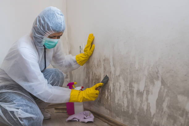 Best Attic Mold Remediation in Newburg, WI