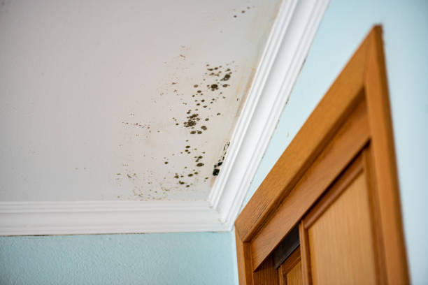 Best Commercial Mold Remediation in Newburg, WI
