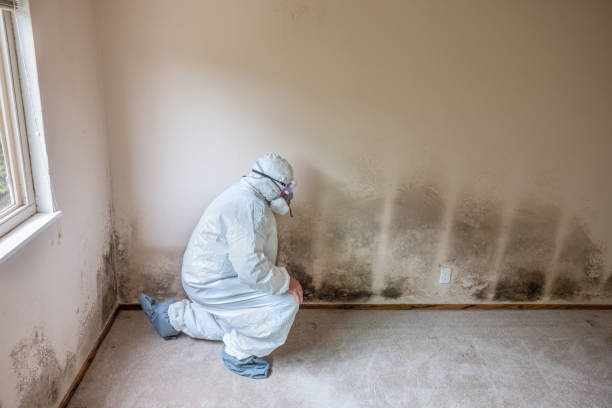 Trusted Newburg, WI Mold Remediation Experts