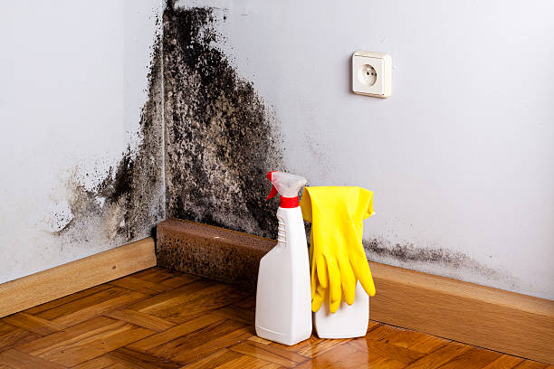Best Localized Mold Remediation (e.g., coastal areas, humid climates) in Newburg, WI