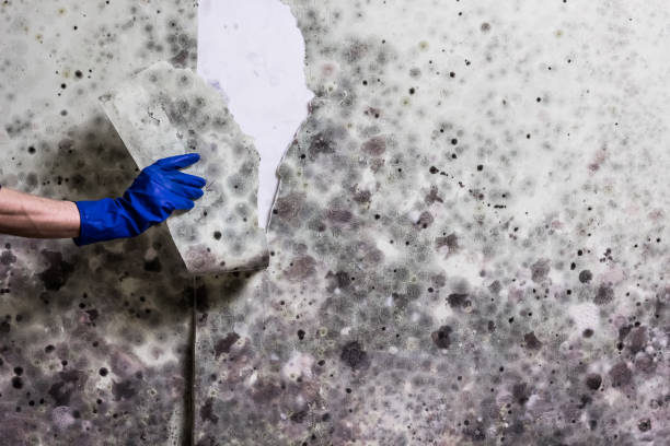 Best DIY Mold Remediation Support Services in Newburg, WI